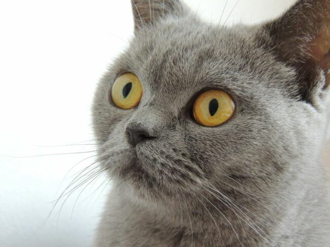 Chat British Shorthair caractère santé alimentation et prix de la race