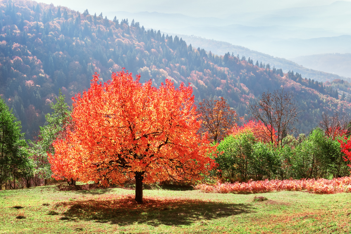 arbre mourant