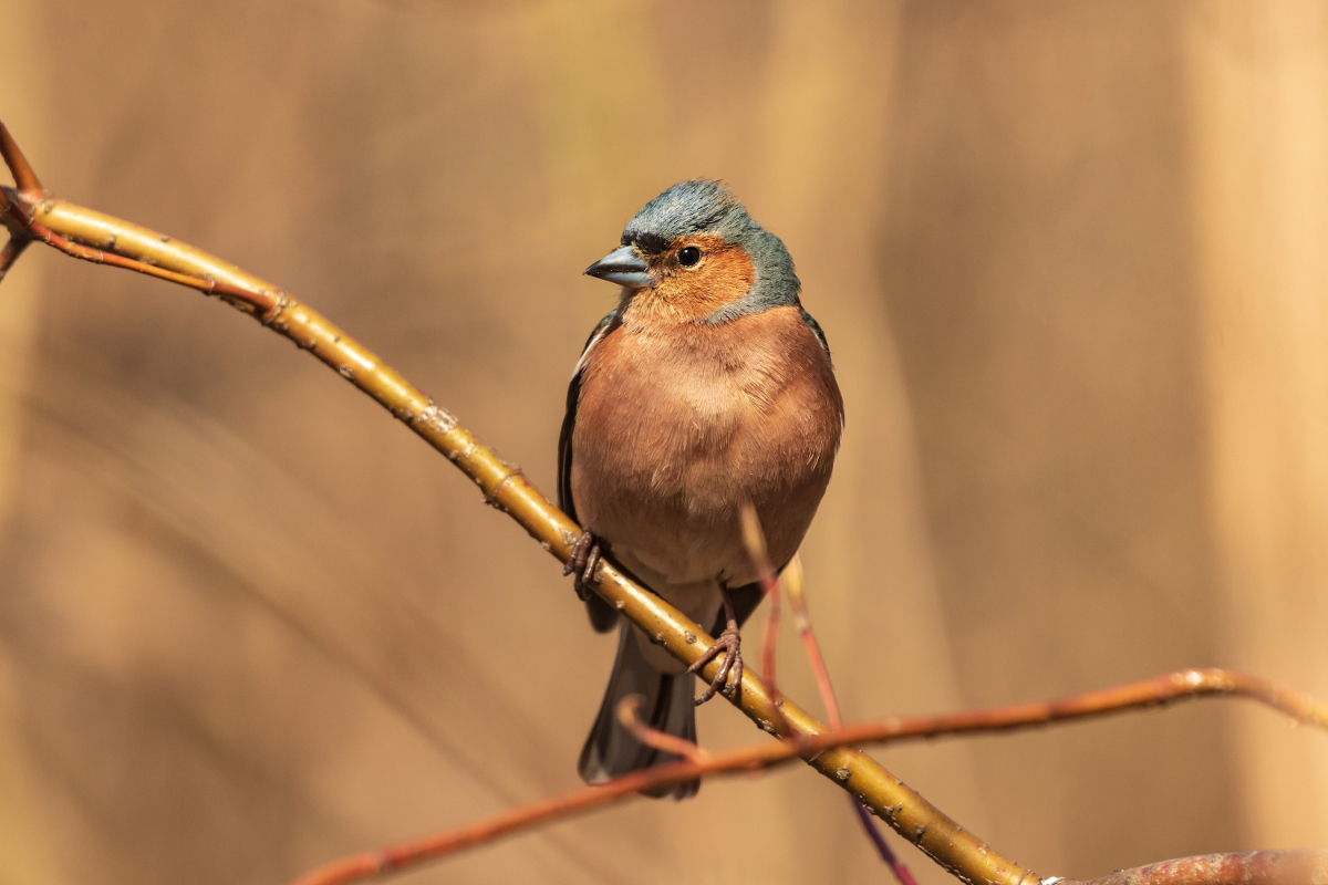 Photographier les oiseaux du jardin : techniques et conseils