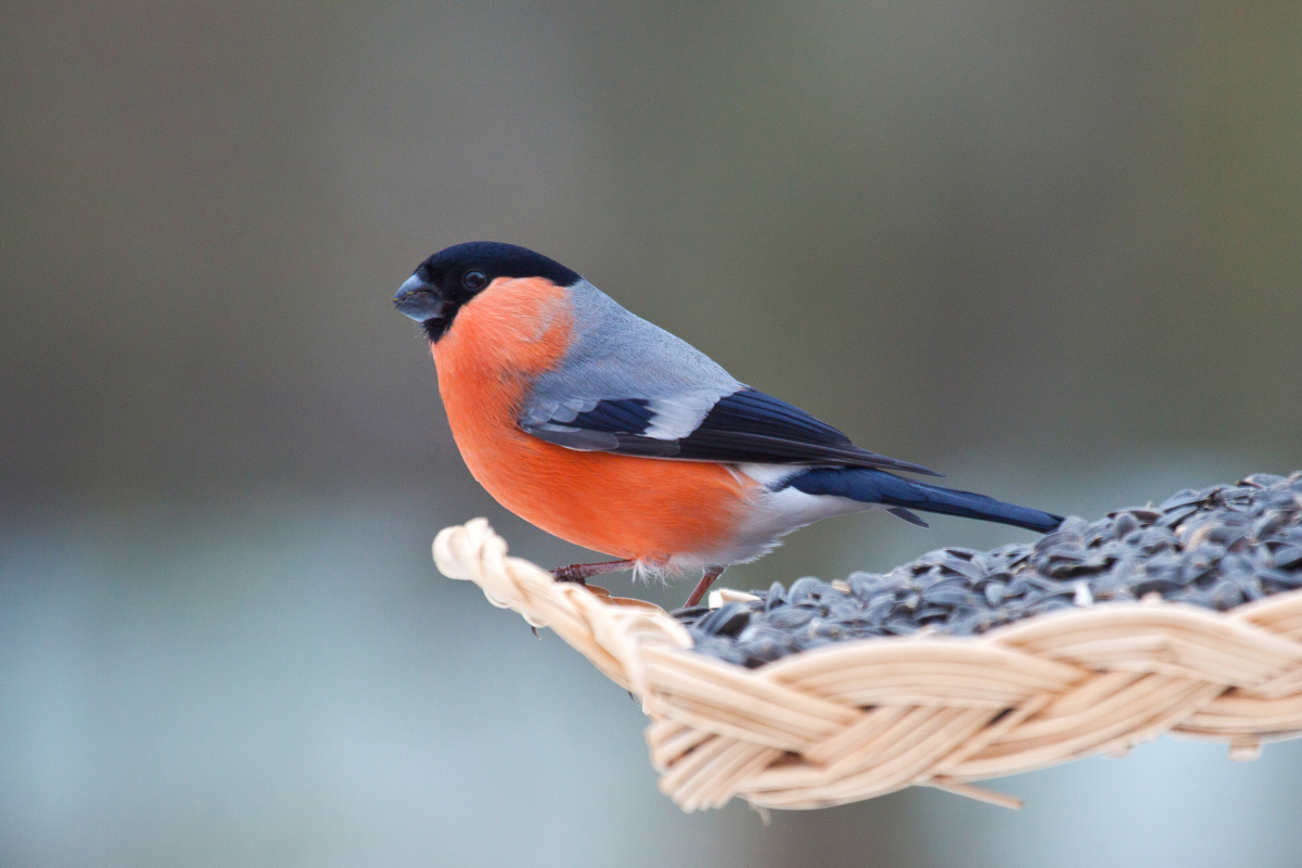 photographier oiseaux